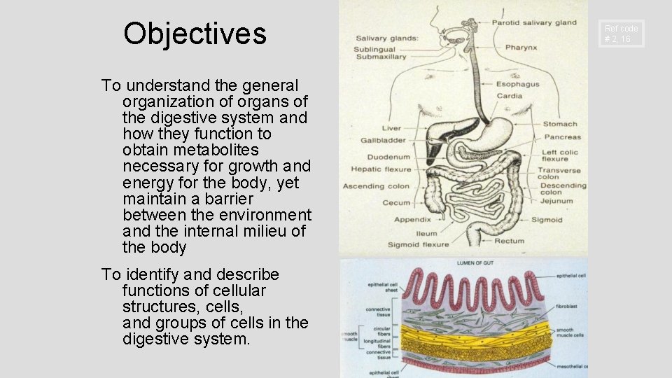 Objectives To understand the general organization of organs of the digestive system and how