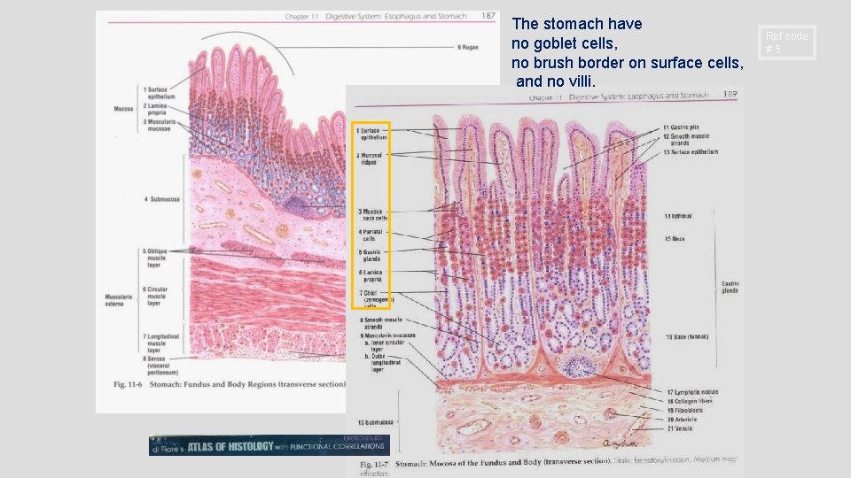 The stomach have no goblet cells, no brush border on surface cells, and no