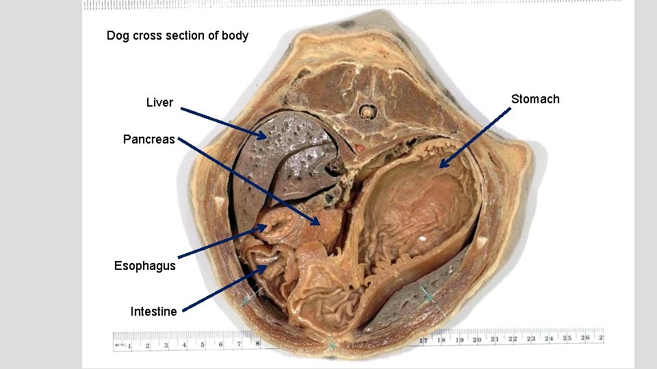 Dog cross section of body Liver Pancreas Esophagus Intestine Stomach 