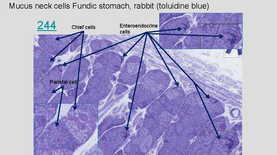 Mucus neck cells Fundic stomach, rabbit (toluidine blue) 244 Chief cells Parietal cell Enteroendocrine