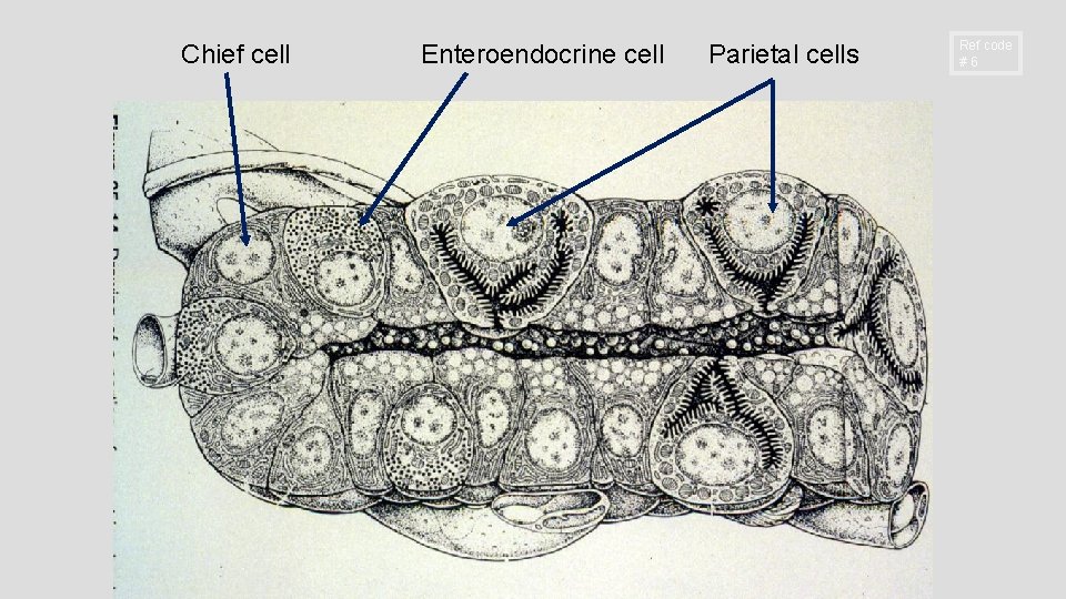 Chief cell Enteroendocrine cell Parietal cells Ref code #6 