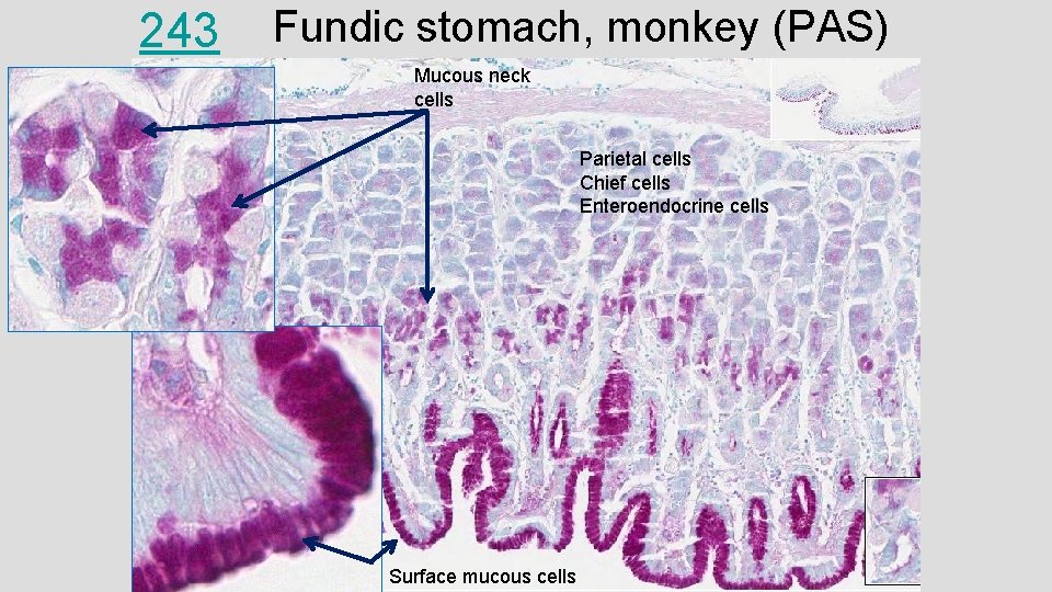 243 Fundic stomach, monkey (PAS) Mucous neck cells Parietal cells Chief cells Enteroendocrine cells