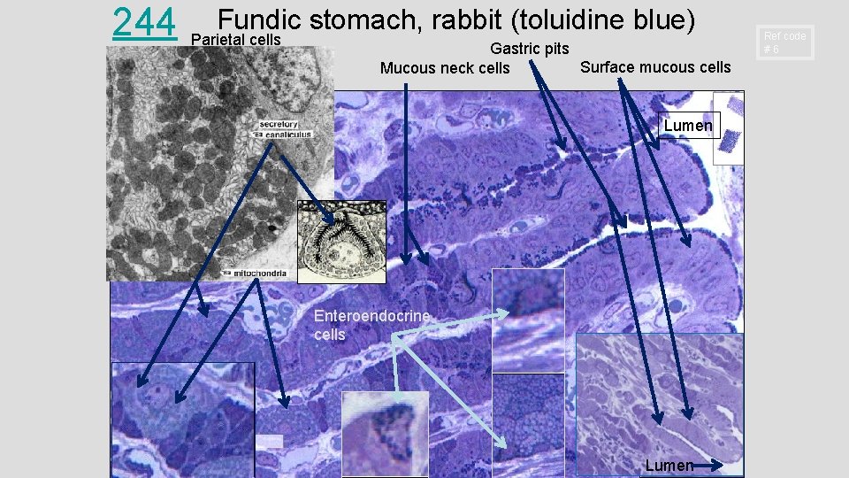 244 Fundic stomach, rabbit (toluidine blue) Parietal cells Gastric pits Surface mucous cells Mucous