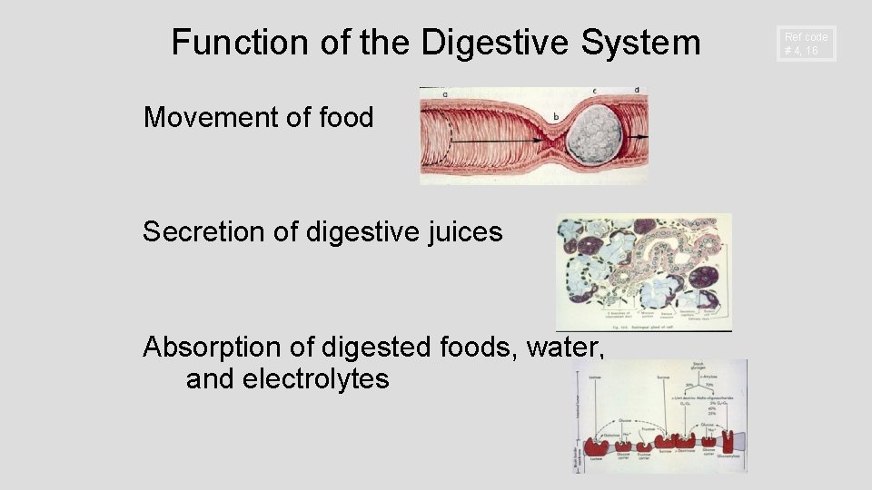 Function of the Digestive System Movement of food Secretion of digestive juices Absorption of