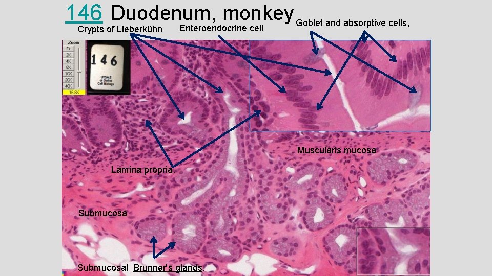 monkey Goblet and absorptive cells, 146 Duodenum, Enteroendocrine cell Crypts of Lieberkühn Muscularis mucosa