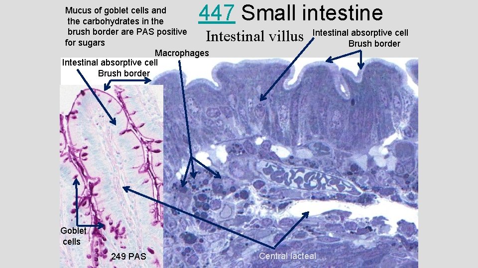 447 Small intestine Mucus of goblet cells and the carbohydrates in the brush border