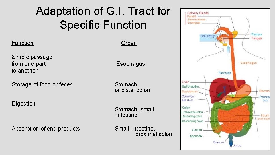 Adaptation of G. I. Tract for Specific Function Organ Simple passage from one part