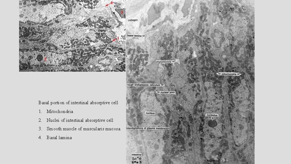 Basal portion of intestinal absorptive cell 1. Mitochondria 2. Nuclei of intestinal absorptive cell