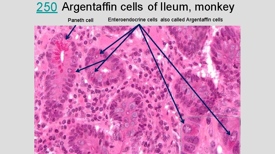250 Argentaffin cells of Ileum, monkey Paneth cell Enteroendocrine cells also called Argentaffin cells