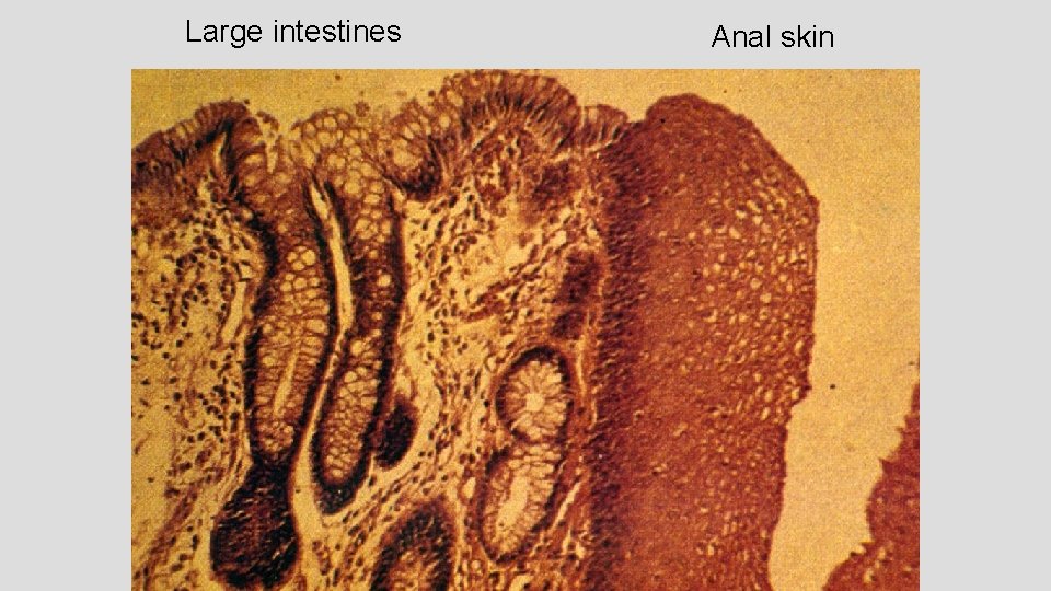 Large intestines Anal skin 