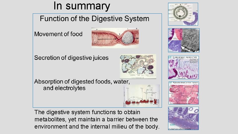 In summary The digestive system functions to obtain metabolites, yet maintain a barrier between