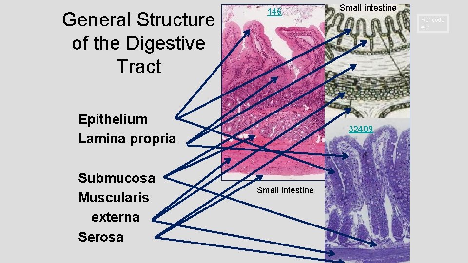 General Structure of the Digestive Tract 146 Ref code #6 Epithelium Lamina propria Submucosa