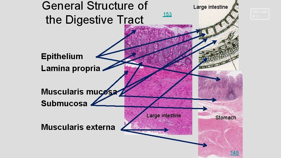 General Structure of the Digestive Tract Large intestine Ref code # 6 153 Epithelium