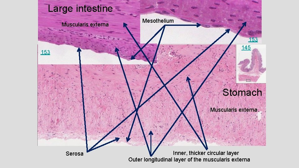 Large intestine Muscularis externa Mesothelium 153 145 153 Stomach Muscularis externa Serosa Inner, thicker