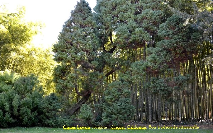 Ciprés Lawon , origine : Oregon, Californie. Bois à odeur de citronnelle 