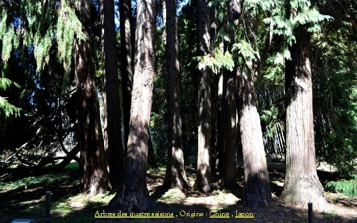 Arbres des quatre saisons , Origine : Chine , Japon 