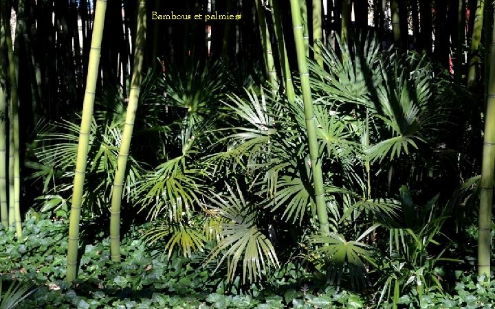 Bambous et palmiers 