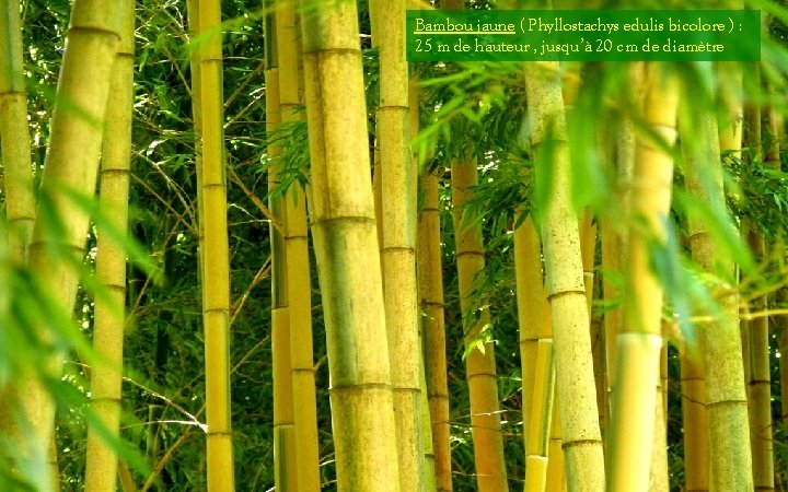 Bambou jaune ( Phyllostachys edulis bicolore ) : 25 m de hauteur , jusqu’à