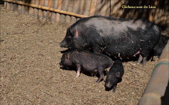 Cochons noir du Laos 