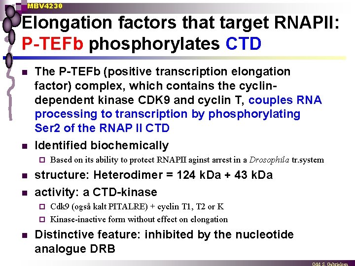 MBV 4230 Elongation factors that target RNAPII: P-TEFb phosphorylates CTD n n The P-TEFb