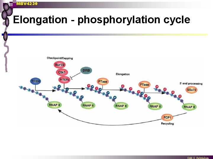 MBV 4230 Elongation - phosphorylation cycle 