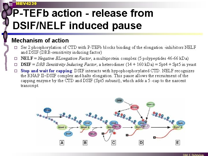 MBV 4230 P-TEFb action - release from DSIF/NELF induced pause n Mechanism of action