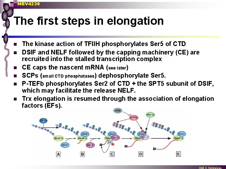 MBV 4230 The first steps in elongation n n n The kinase action of