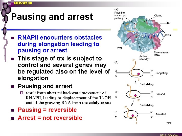MBV 4230 Pausing and arrest n n n RNAPII encounters obstacles during elongation leading