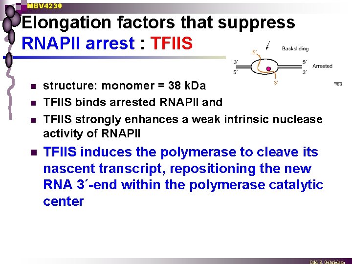 MBV 4230 Elongation factors that suppress RNAPII arrest : TFIIS n n structure: monomer