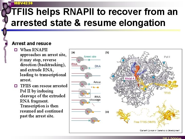 MBV 4230 TFIIS helps RNAPII to recover from an arrested state & resume elongation