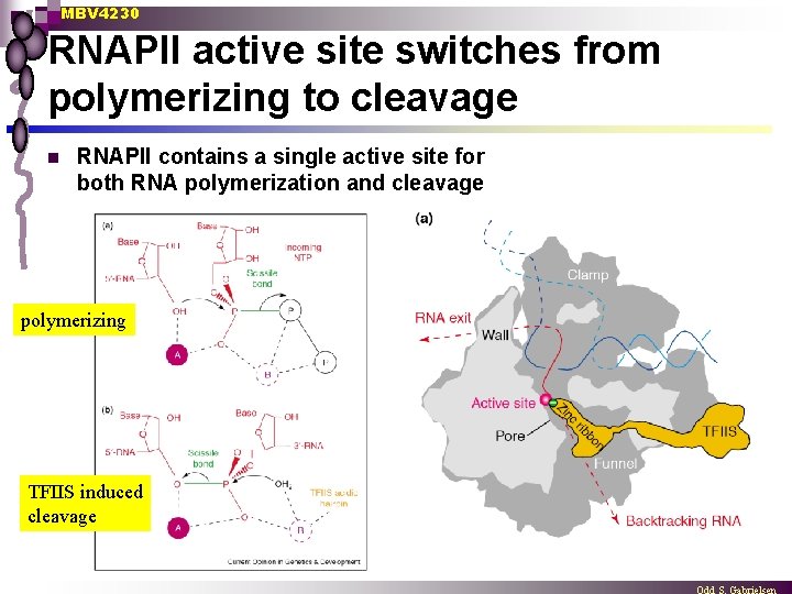 MBV 4230 RNAPII active site switches from polymerizing to cleavage n RNAPII contains a