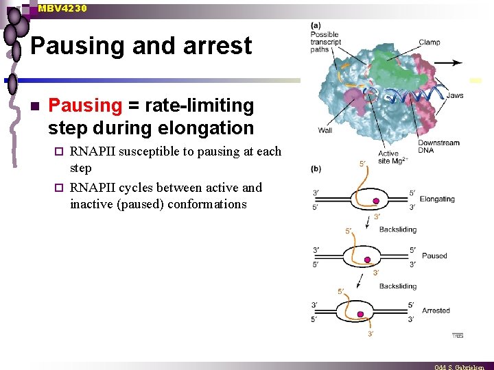 MBV 4230 Pausing and arrest n Pausing = rate-limiting step during elongation RNAPII susceptible