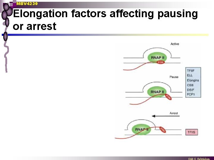 MBV 4230 Elongation factors affecting pausing or arrest 