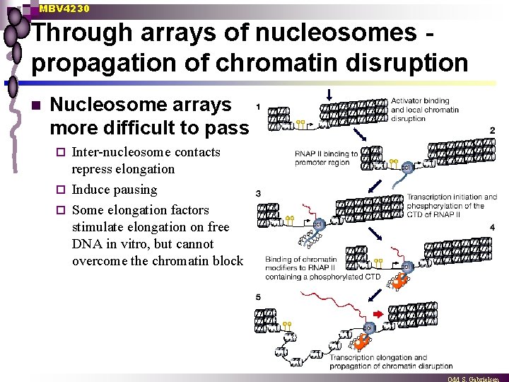 MBV 4230 Through arrays of nucleosomes propagation of chromatin disruption n Nucleosome arrays more