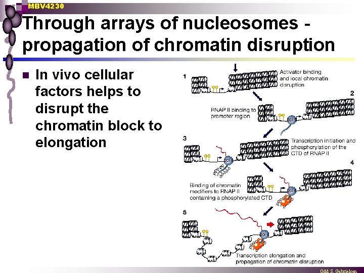 MBV 4230 Through arrays of nucleosomes propagation of chromatin disruption n In vivo cellular