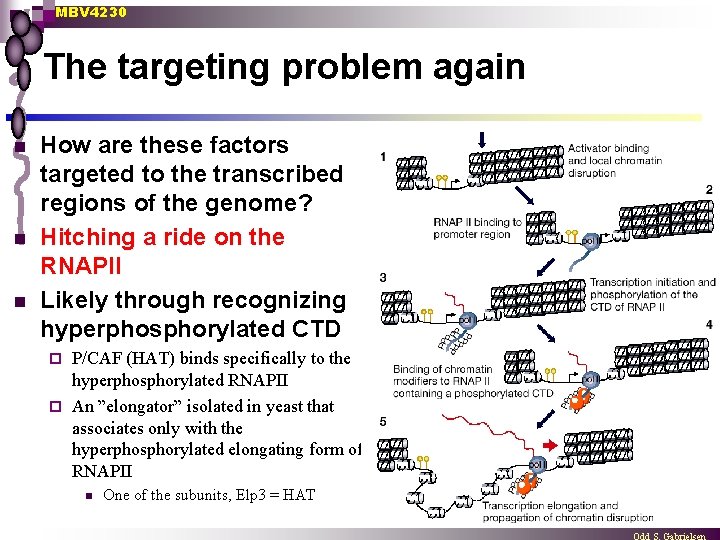 MBV 4230 The targeting problem again n How are these factors targeted to the