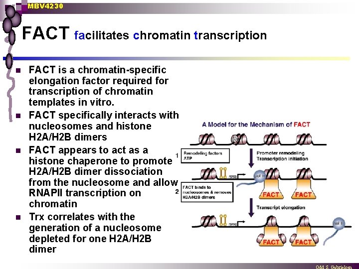 MBV 4230 FACT facilitates chromatin transcription n n FACT is a chromatin-specific elongation factor