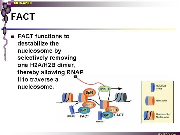 MBV 4230 FACT n FACT functions to destabilize the nucleosome by selectively removing one