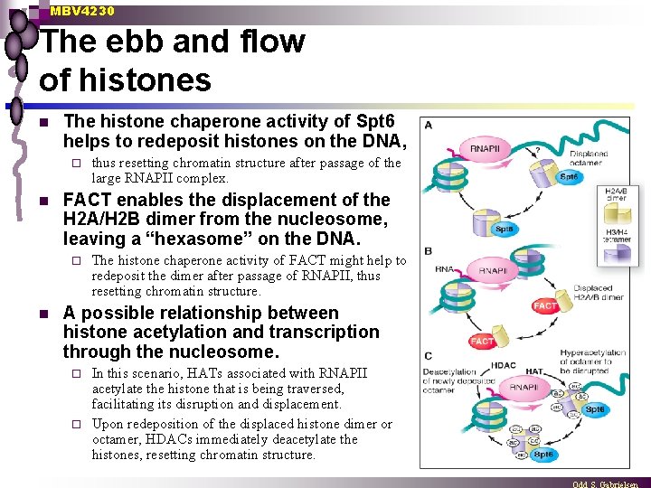 MBV 4230 The ebb and flow of histones n The histone chaperone activity of