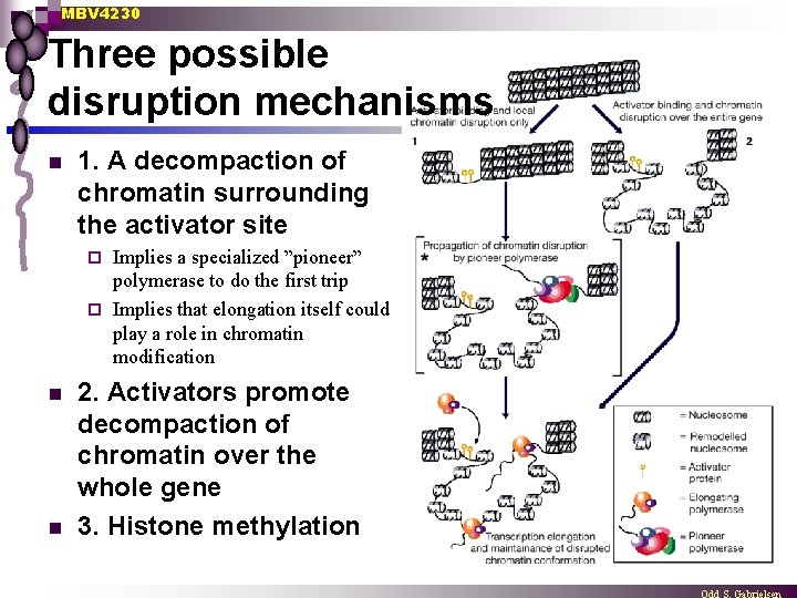 MBV 4230 Three possible disruption mechanisms n 1. A decompaction of chromatin surrounding the