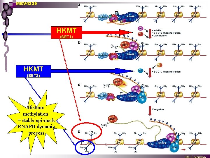 MBV 4230 HKMT (SET 1) HKMT (SET 2) Histone methylation = stable epi-mark RNAPII
