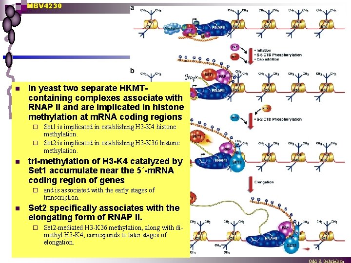 MBV 4230 n In yeast two separate HKMTcontaining complexes associate with RNAP II and