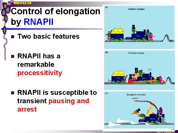 MBV 4230 Control of elongation by RNAPII n Two basic features n RNAPII has