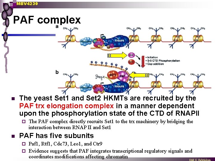 MBV 4230 PAF complex n The yeast Set 1 and Set 2 HKMTs are