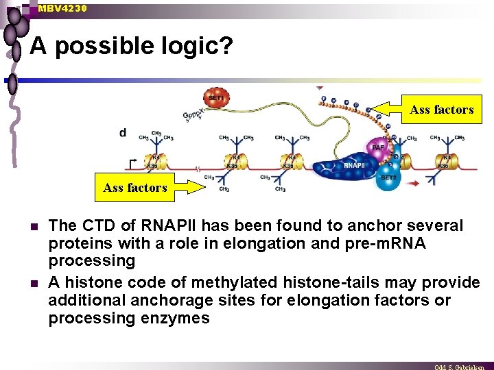 MBV 4230 A possible logic? Ass factors n n The CTD of RNAPII has