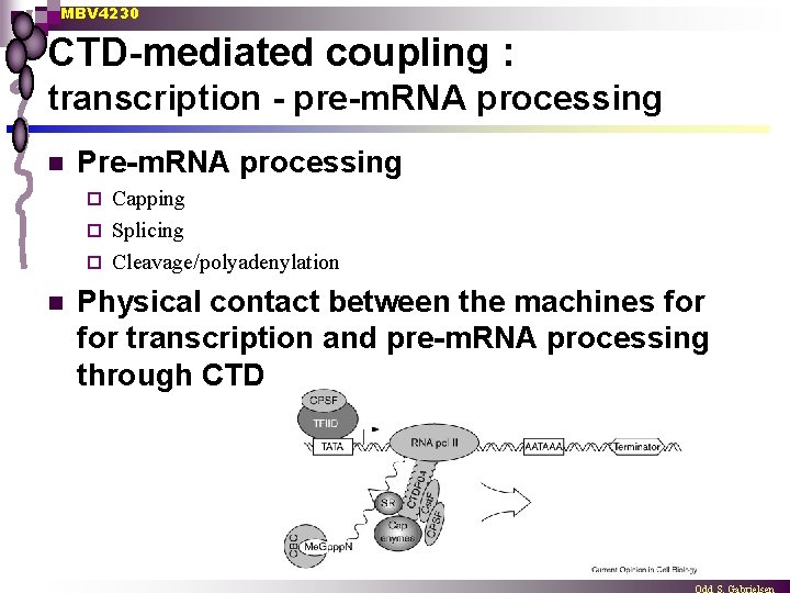 MBV 4230 CTD-mediated coupling : transcription - pre-m. RNA processing n Pre-m. RNA processing