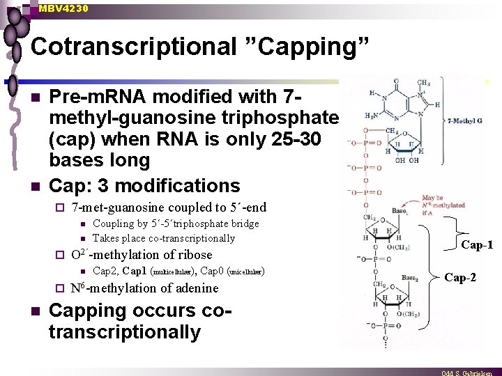 MBV 4230 Cotranscriptional ”Capping” n n Pre-m. RNA modified with 7 methyl-guanosine triphosphate (cap)