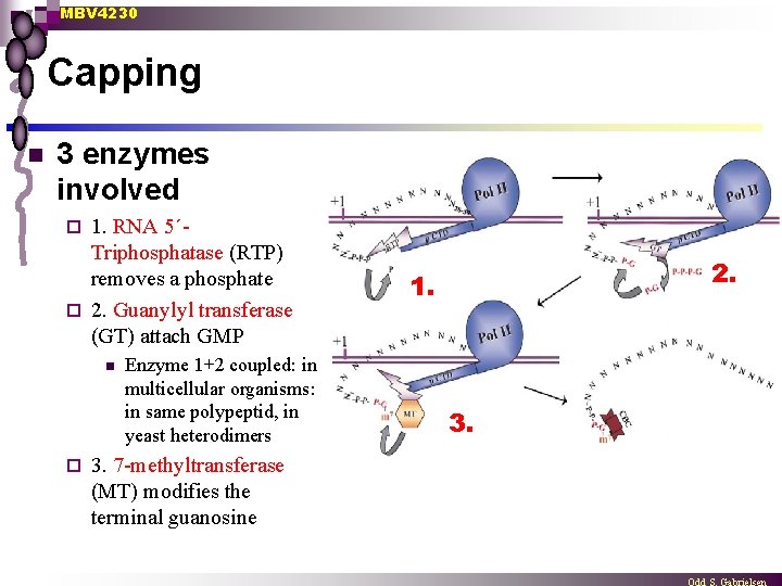 MBV 4230 Capping n 3 enzymes involved 1. RNA 5´Triphosphatase (RTP) removes a phosphate
