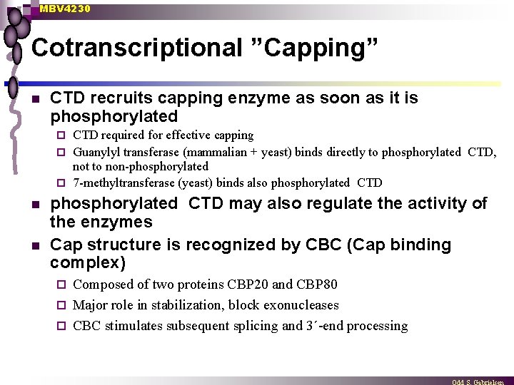 MBV 4230 Cotranscriptional ”Capping” n CTD recruits capping enzyme as soon as it is