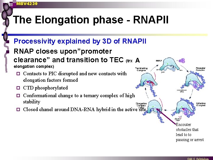 MBV 4230 The Elongation phase - RNAPII n n Processivity explained by 3 D